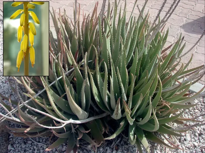 aloe vera