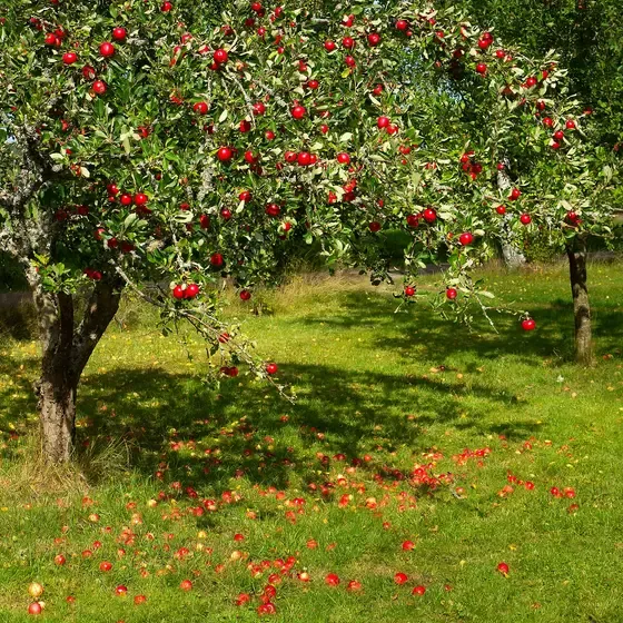 apple