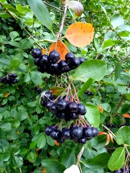 aronia
