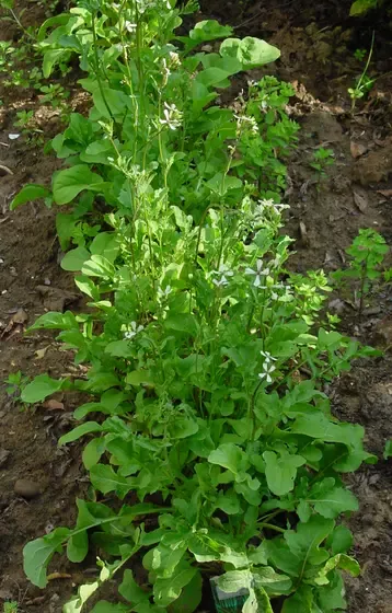 arugula