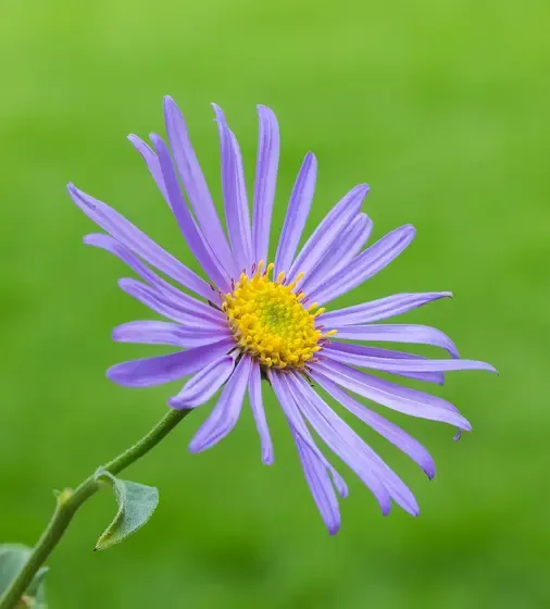 aster