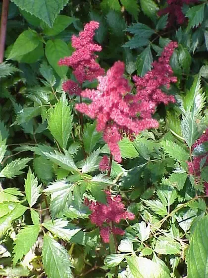 astilbe