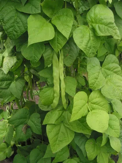 bean