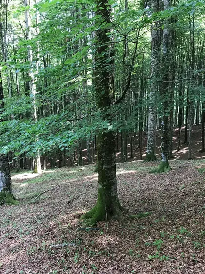 beech