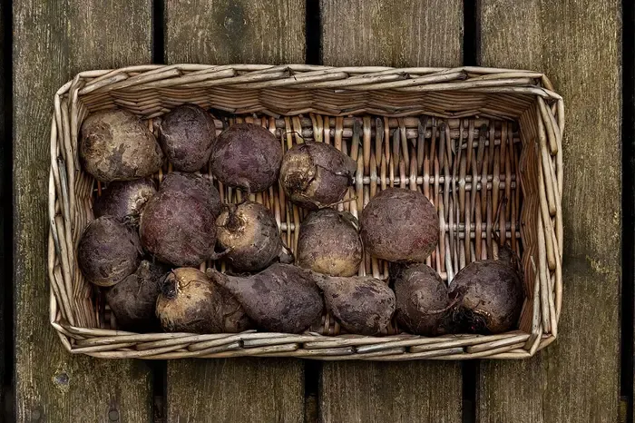 beetroot