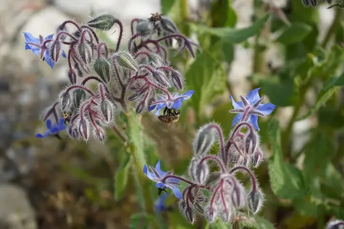 borage