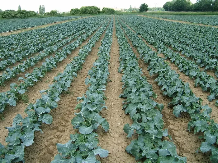broccoli