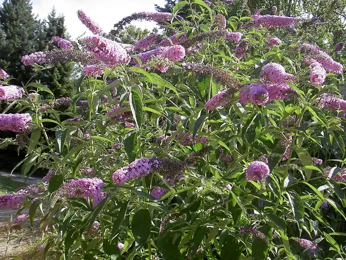 butterfly bush