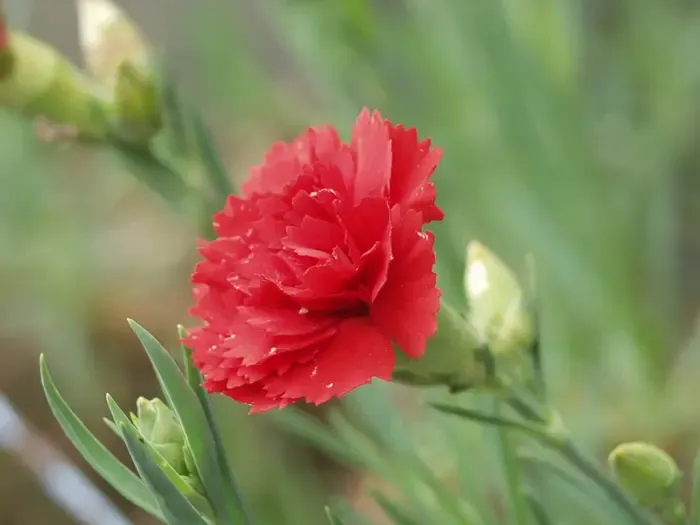carnation