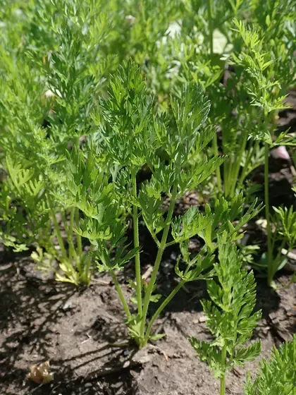 carrot