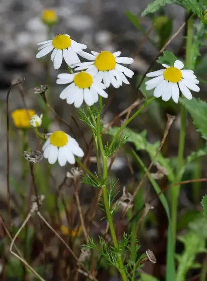 chamomile