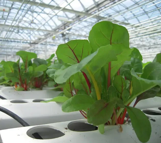chard