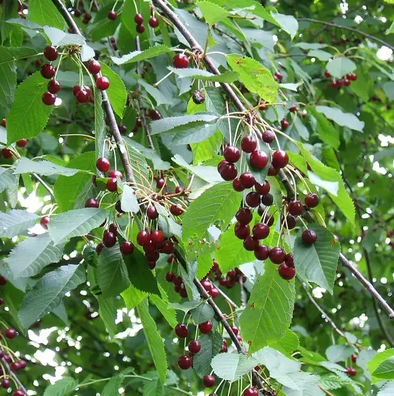cherry