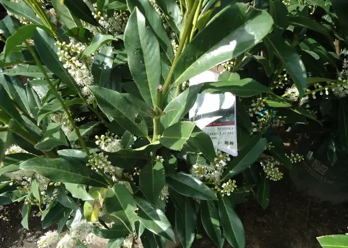 cherry laurel
