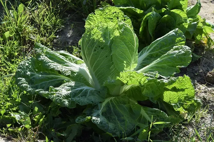Chinese cabbage