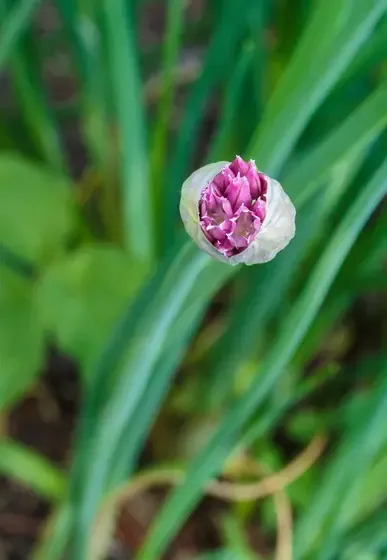 chives