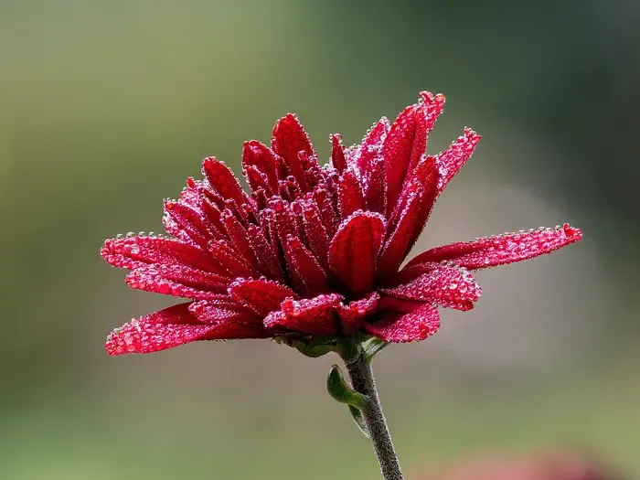 chrysanthemum