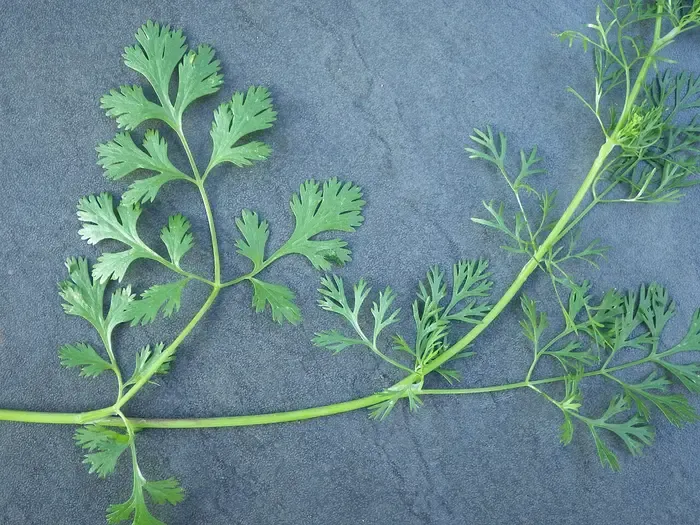 coriander