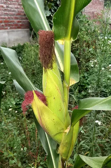 sweet corn