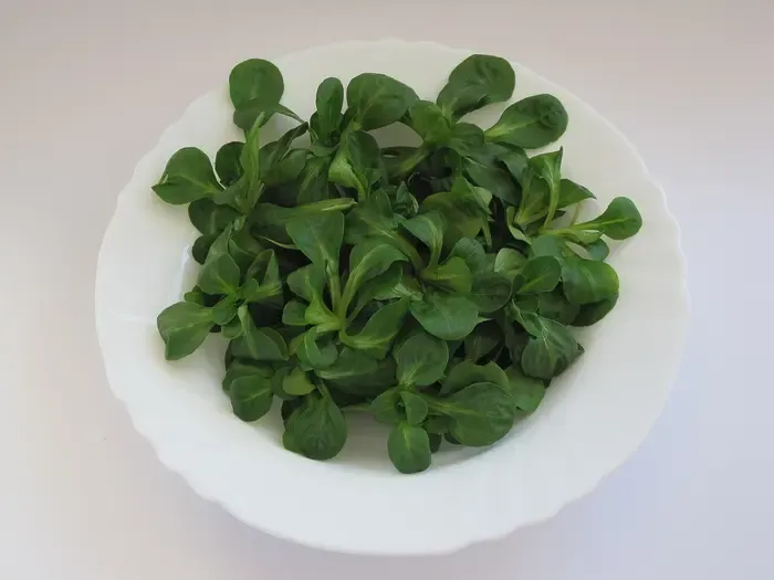 lamb's lettuce