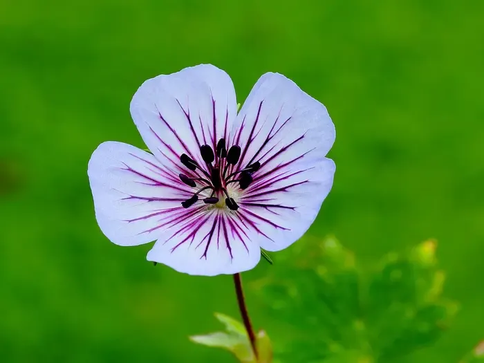 cranesbill
