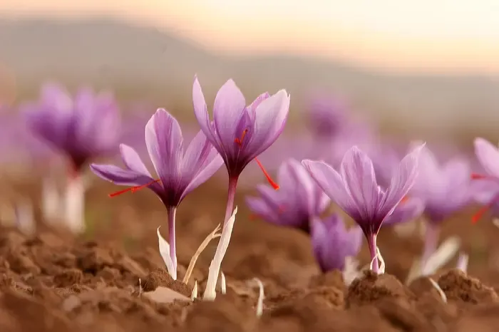 crocus