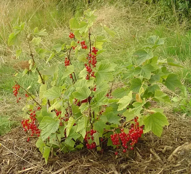redcurrant