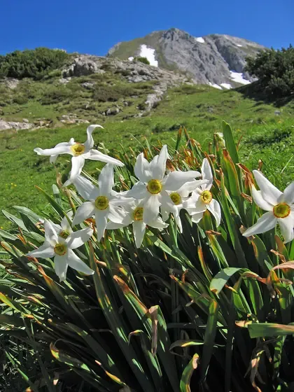 daffodil