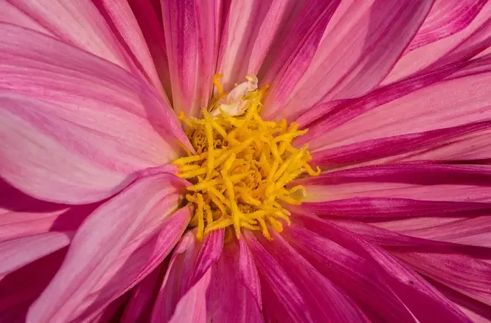 dahlia