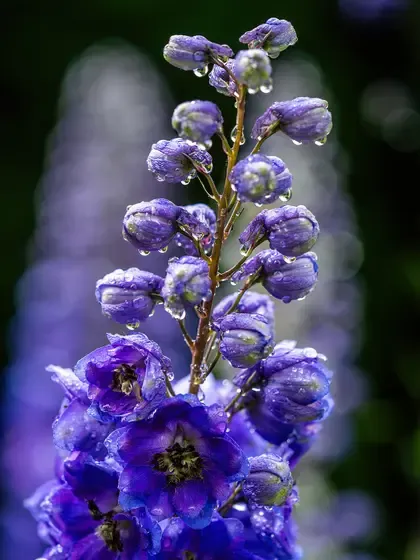 delphinium
