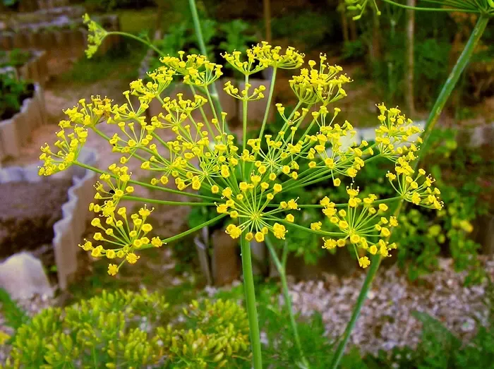 dill