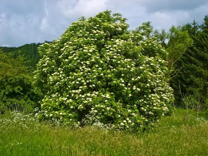 elderberry