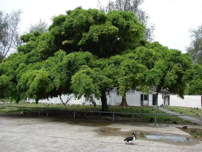 ficus