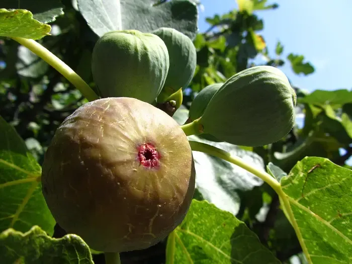 fig