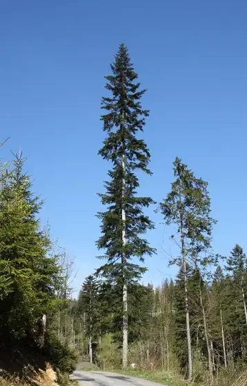 fir