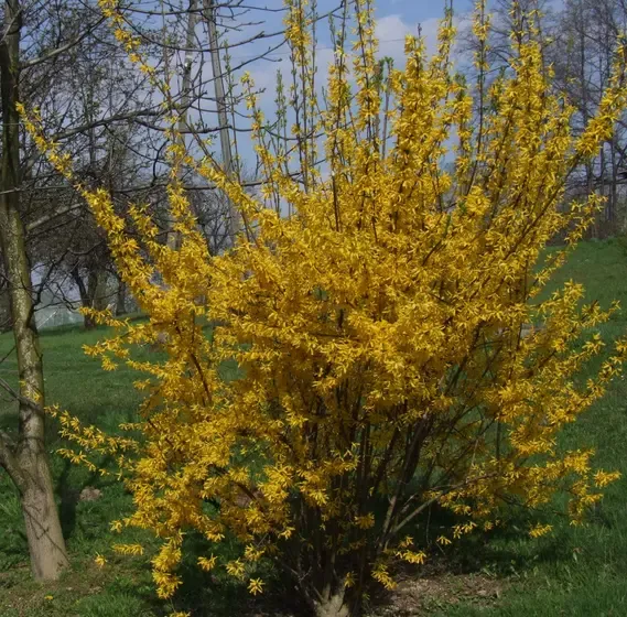 forsythia
