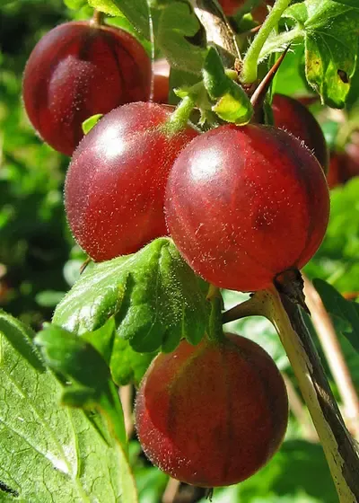 gooseberry