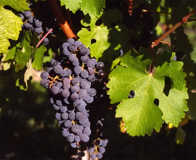 grapevine