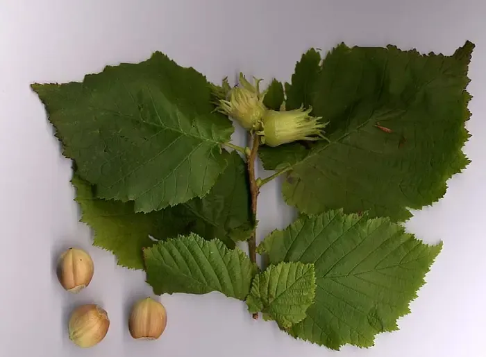 hazelnut