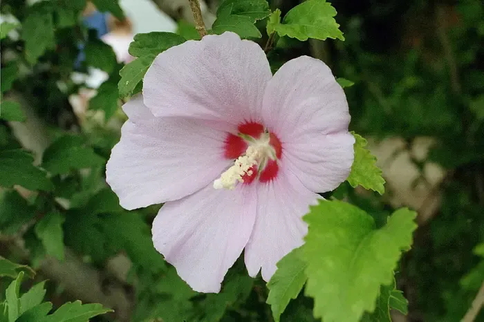 rose of Sharon