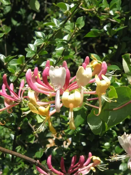 honeysuckle