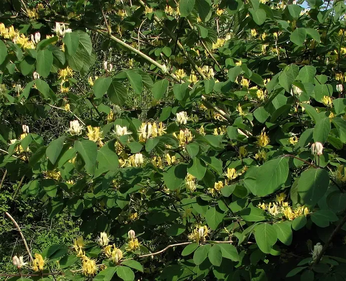 honeysuckle