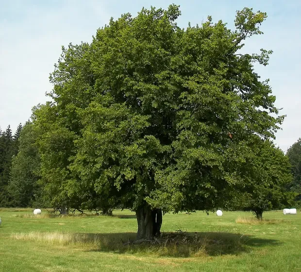 hornbeam