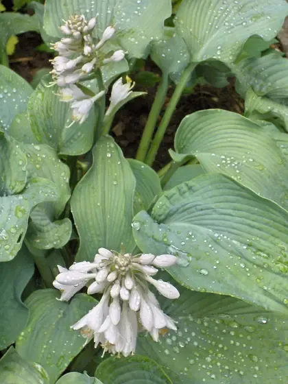 hosta