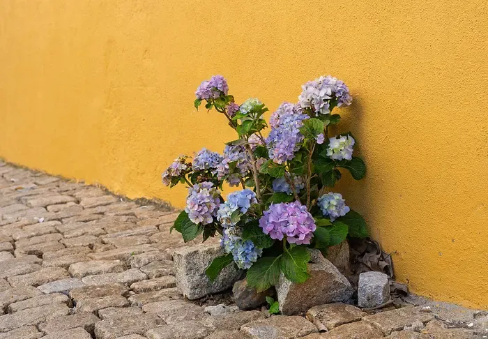 hydrangea