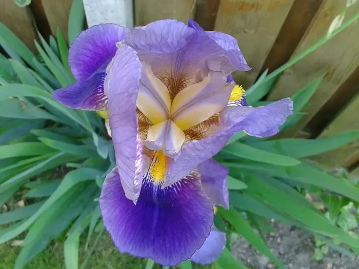 iris