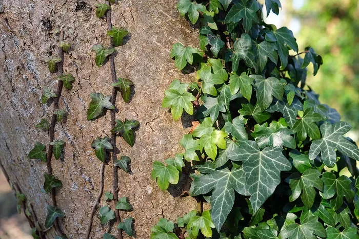 ivy