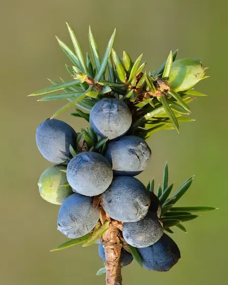 juniper