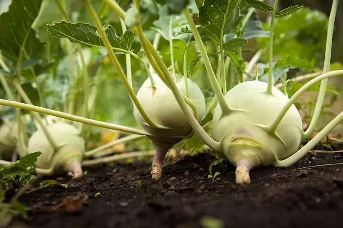 kohlrabi
