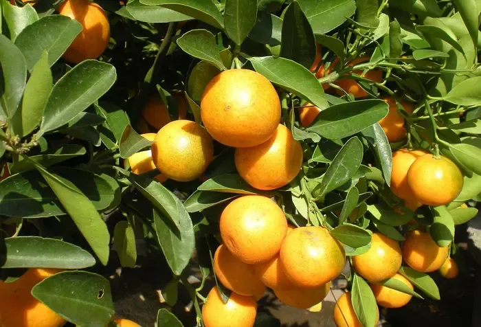kumquat